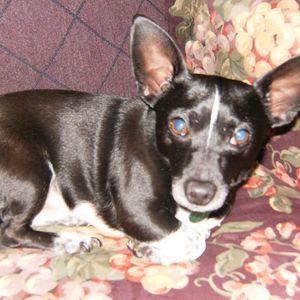 Meet your Posher, Crystal